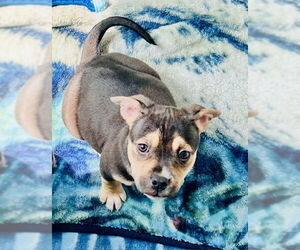 Mutt Dogs for adoption in Sterling, MA, USA