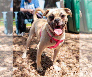Puggle Dogs for adoption in St. Louis Park, MN, USA