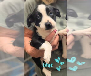 American Staffordshire Terrier-Boston Terrier Mix Dogs for adoption in Monte Vista, CO, USA