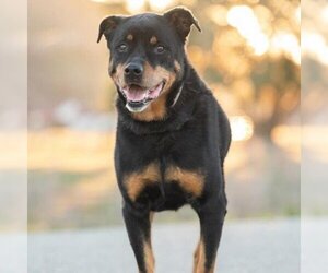 Rottweiler Dogs for adoption in Hemet, CA, USA
