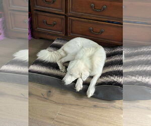 Great Pyrenees-Unknown Mix Dogs for adoption in Houston, TX, USA