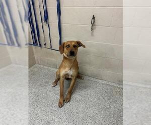 Redbone Coonhound-Unknown Mix Dogs for adoption in Conroe, TX, USA