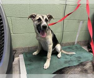 German Shepherd Dog-Unknown Mix Dogs for adoption in Grand Prairie, TX, USA