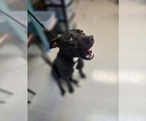 American Pit Bull Terrier-Labrador Retriever Mix Dogs for adoption in Oak Bluffs, MA, USA