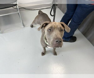 American Pit Bull Terrier Dogs for adoption in Ocala, FL, USA
