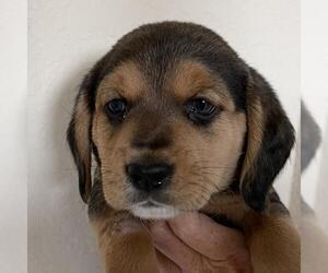 Beagle Dogs for adoption in Austin, TX, USA