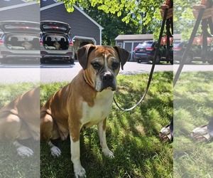 Boxer Dogs for adoption in Catasauqua, PA, USA