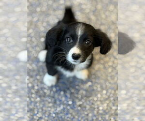 Papitese Dogs for adoption in Phoenix, AZ, USA