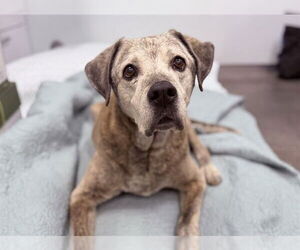 Plott Hound-Unknown Mix Dogs for adoption in Tavares, FL, USA