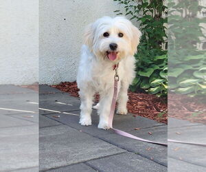 Havanese-Unknown Mix Dogs for adoption in Plymouth, MN, USA