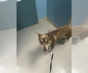 Siberian Husky Dogs for adoption in Newton, NC, USA