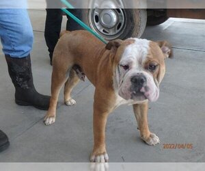 Bulldog-Unknown Mix Dogs for adoption in Oroville, CA, USA