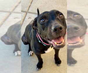 Labrador Retriever Dogs for adoption in Sacramento, CA, USA
