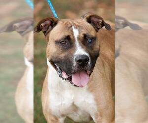Staffordshire Bull Terrier Dogs for adoption in Johnson City, TN, USA
