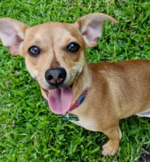 Chiweenie Dogs for adoption in Corona Del Mar, CA, USA