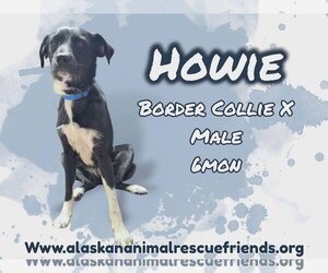 Border Collie-Unknown Mix Dogs for adoption in Anchorage, AK, USA