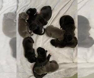 Mutt Dogs for adoption in Riverside, CA, USA