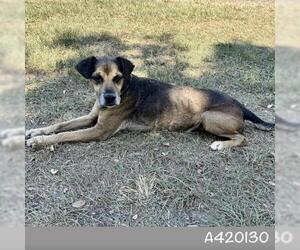 Beagle-Unknown Mix Dogs for adoption in Conroe, TX, USA
