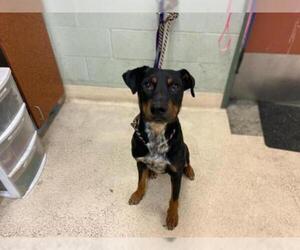 Rotterman Dogs for adoption in Rancho Cucamonga, CA, USA