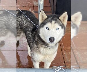 Siberian Husky Dogs for adoption in HESPERIA, CA, USA