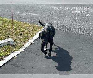 Mutt Dogs for adoption in Ocala, FL, USA