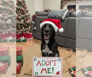 Australian Kelpie-Unknown Mix Dogs for adoption in Caldwell, NJ, USA