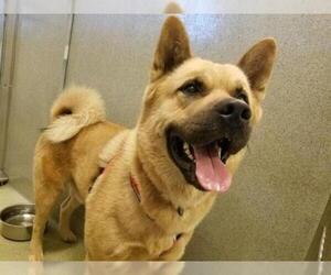 Akita Dogs for adoption in Rancho Cucamonga, CA, USA