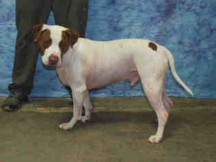 Medium Photo #1 American Bulldog-Unknown Mix Puppy For Sale in Louisville, KY, USA