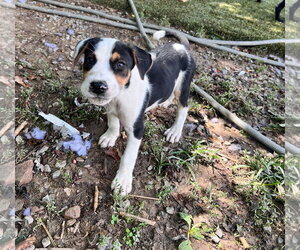 Staffordshire Bull Terrier-Unknown Mix Dogs for adoption in Tracy City, TN, USA