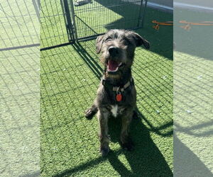 Otterhound-Unknown Mix Dogs for adoption in Phoenix, AZ, USA
