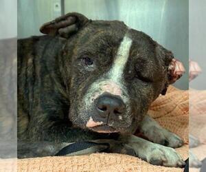 American Staffordshire Terrier-Unknown Mix Dogs for adoption in San Antonio, TX, USA