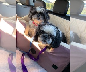 Shih Tzu Dogs for adoption in Vallejo, CA, USA