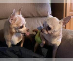 Chihuahua Dogs for adoption in Hampton Bays, NY, USA