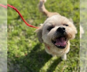 Shih Tzu Dogs for adoption in Magnolia, TX, USA