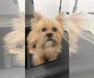 Mutt Dogs for adoption in Gulfport, MI, USA