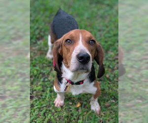 Beagle Dogs for adoption in Dunnellon, FL, USA