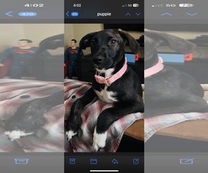 Mutt Dogs for adoption in Melbourne, FL, USA