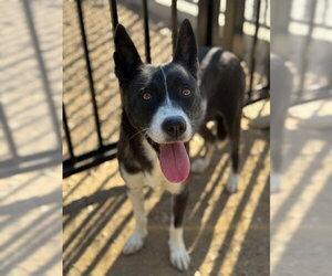 Mutt Dogs for adoption in Riverside, CA, USA