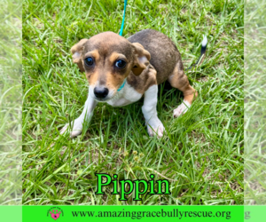 Chiweenie Dogs for adoption in Pensacola, FL, USA