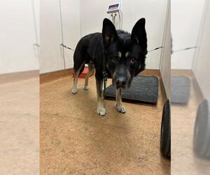 German Shepherd Dog-Unknown Mix Dogs for adoption in Sacramento, CA, USA