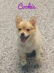 Pomeranian Dogs for adoption in Kendallville, IN, USA