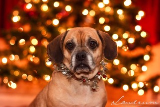 Puggle Dogs for adoption in Baltimore, MD, USA