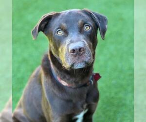 Labrador Retriever-Unknown Mix Dogs for adoption in San Diego, CA, USA