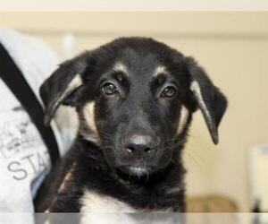 German Shepherd Dog Dogs for adoption in Ojai, CA, USA