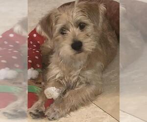 Mutt Dogs for adoption in Boca Raton, FL, USA