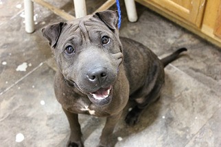 Chinese Shar-Pei Dogs for adoption in Newfoundland, PA, USA