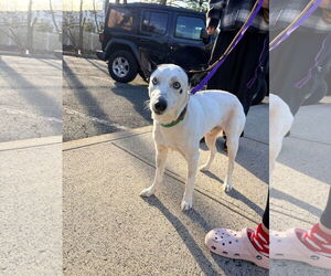 Mutt Dogs for adoption in Westwood, NJ, USA