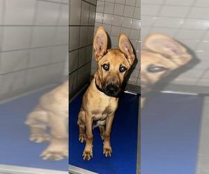 Carolina Dog Dogs for adoption in Pasadena, TX, USA