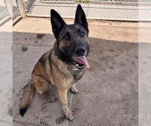 Mutt Dogs for adoption in Modesto, CA, USA