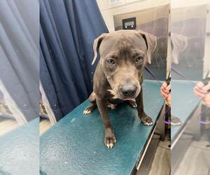 Bulldog Dogs for adoption in Mobile, AL, USA